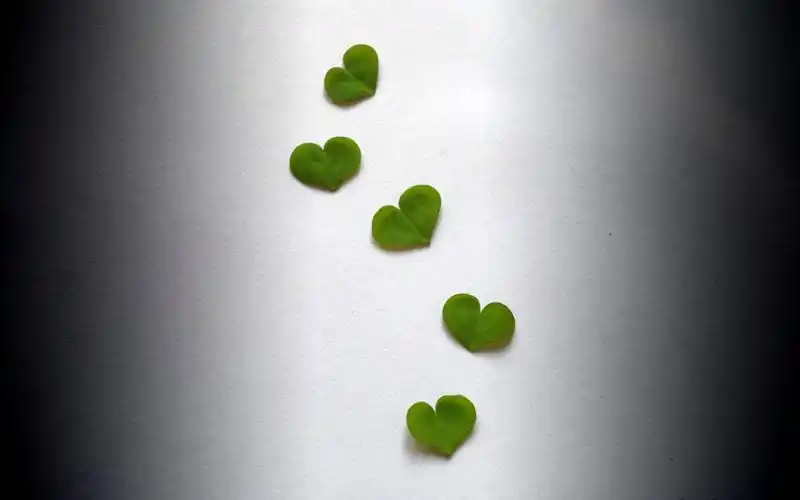 唯美四叶草 植物壁纸