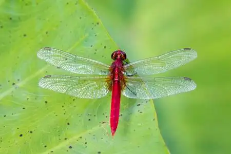 常见的飞鱼蜻蜓图像的红蜻蜓栖息在叶子上.昆虫的动物照片