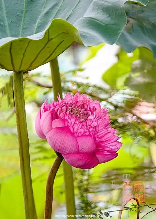 佛教圣莲"千瓣莲 "