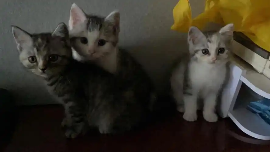 美短的3只小串串