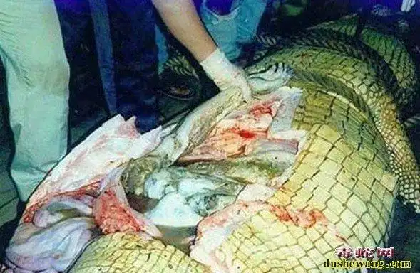 莽蛇吃人图片大全