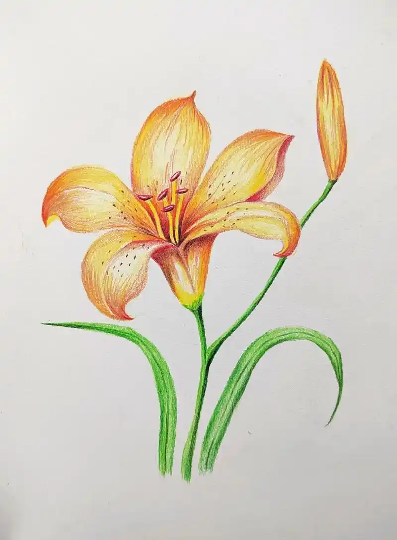 彩铅黄百合花.#画画 #手绘 #彩铅 #彩铅手绘 #彩铅花卉 - 抖音