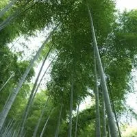 竹枝杆挺拔亭亭玉立的竹林头像图片大全淡竹叶太美丽了