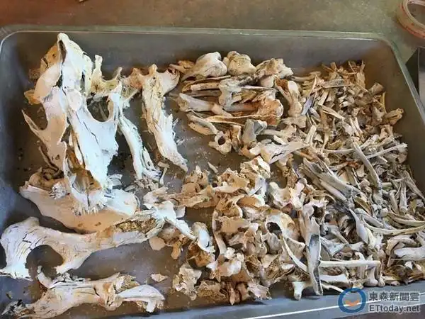 3年爱犬罹癌「咬针头」不愿安乐死 江泳錡火化泪崩