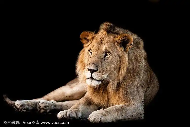 黑色背景的狮子