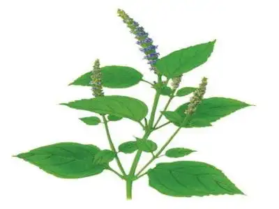 广藿香,广藿香的功效与作用,广藿香副作用,广藿香怎么吃,广藿香图片