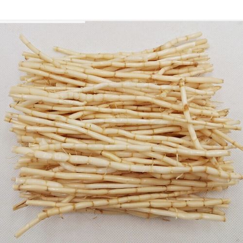 白茅根新鲜野生根丝茅根竹蔗芦根毛草根毛根草凉茶食材食同源 药食