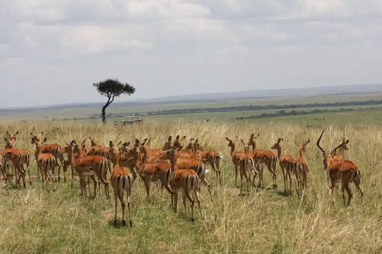为什么热带草原气候为什么热带草原气候最热月在4月