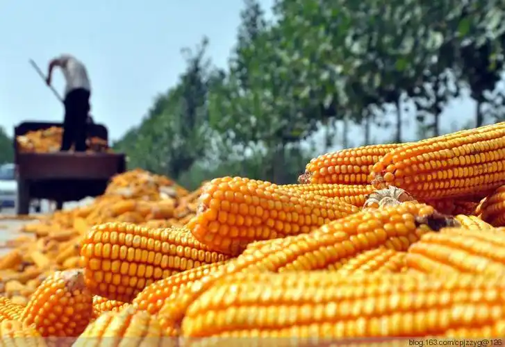 山东茌平 春玉米丰收 收获忙 - 赵玉国 - 赵玉国的博客图库