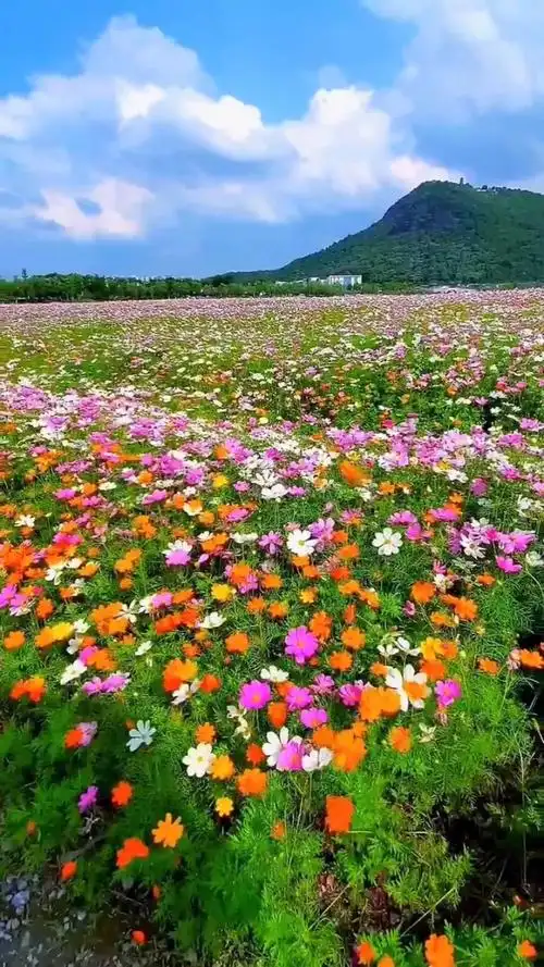 在忙碌的生活中,让我们放慢脚步,进入花海感受大自然的美好吧!