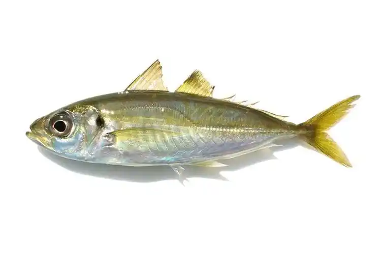 这是什么鱼?谢谢拉