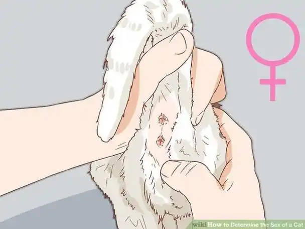 猫多大可以看出公母?教你一眼辨别幼猫性别