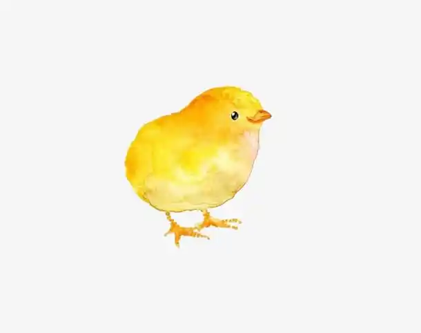 手绘小鸡图片素材