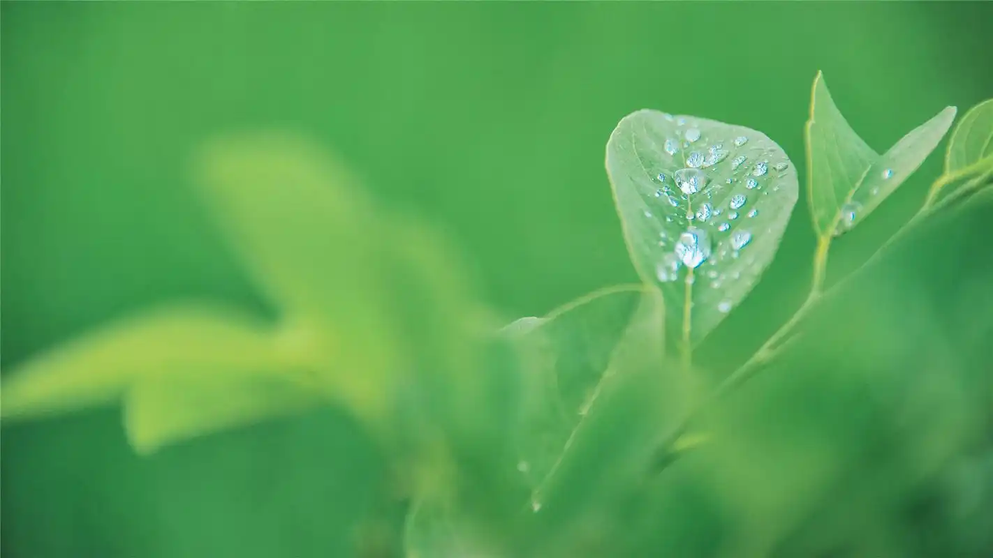 清新植物绿叶唯美高清桌面壁纸