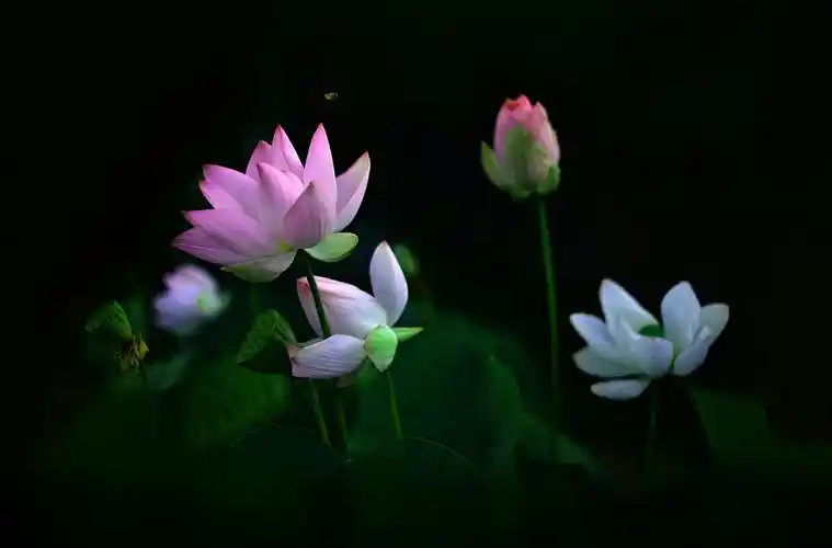 2018"为荷心动"——吴国华荷花艺术摄影作品展示