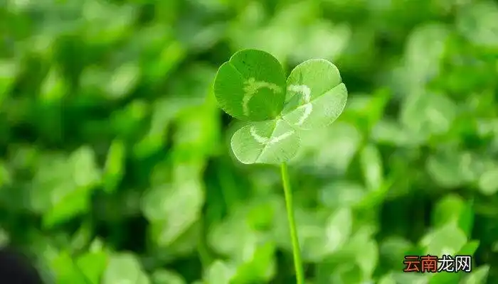 四叶幸运草的寓意,四叶幸运草图片头像?