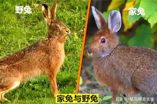 一直以来 让许多人特别容易混淆的7种极其相似的动物