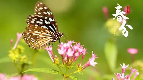 电脑壁纸 节日 节日合集 2021春分时节清新配图