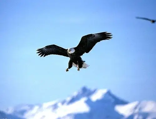 高原任你腾 穿云雾 直上九霄层 鹰 展翅翱翔视万生 谁称霸 林虎傲雄鹰