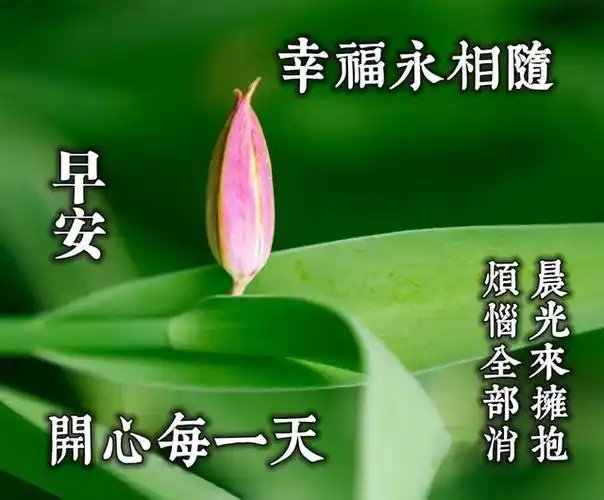 精美的早上好图片表情带字,暖心早安问候祝福语录