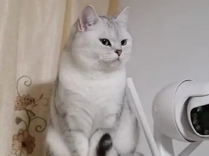 昆山城东成年英短银渐层母猫找靠谱家长