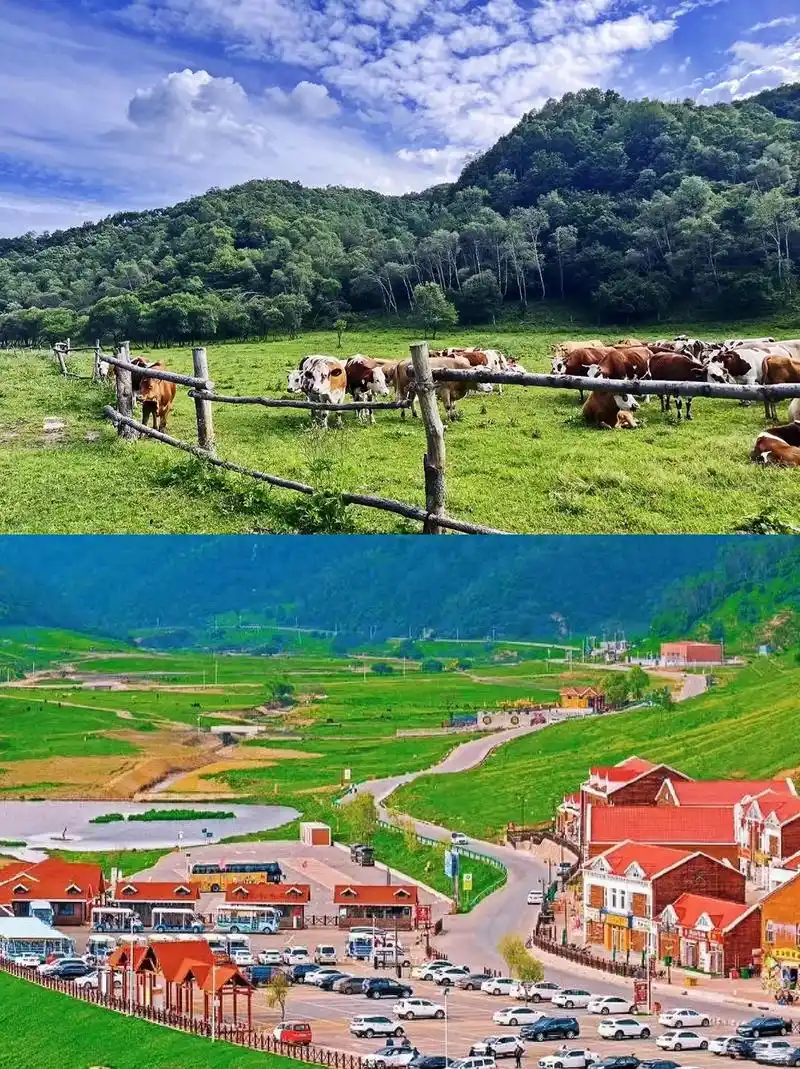 清凉避暑好地方!快去玩!97西安流峪高山草甸 - 抖音