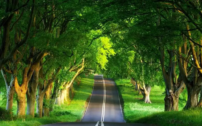 绿色风景唯美公路电脑桌面护眼壁纸