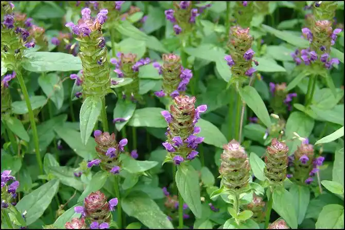 疾病养生之骨质增生的治疗偏方?