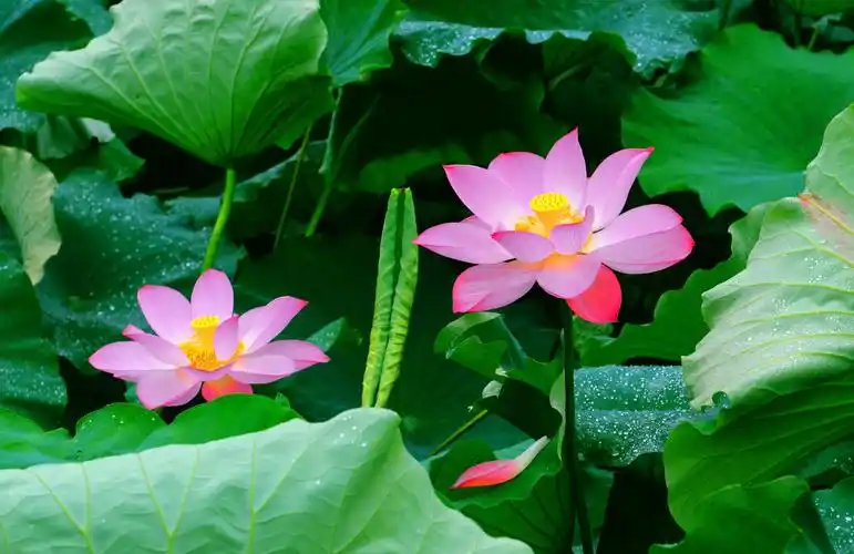 夏日最美是荷花