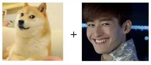 上面提到了猫界,猪界的表情包网红,又怎么能少了我们狗界新星柴犬呢!