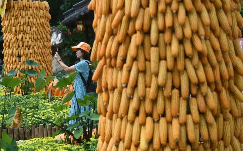 丰收景象醉游人