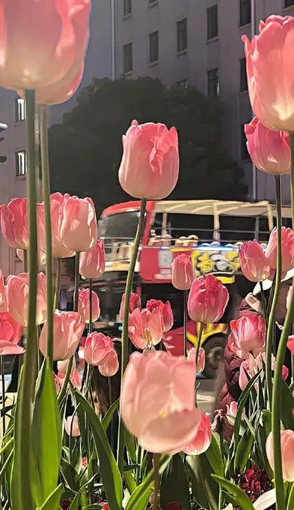 太爱的锁屏壁纸颜值治愈 干净又很流行的锁屏有绝美-腾牛个性网