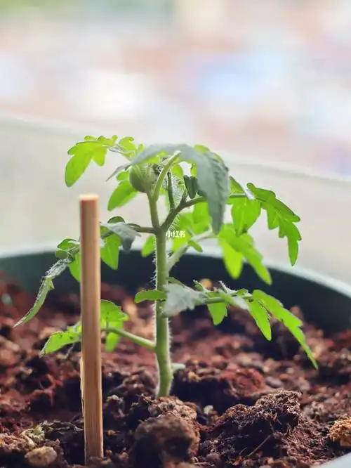 刚刚种下的小番茄苗