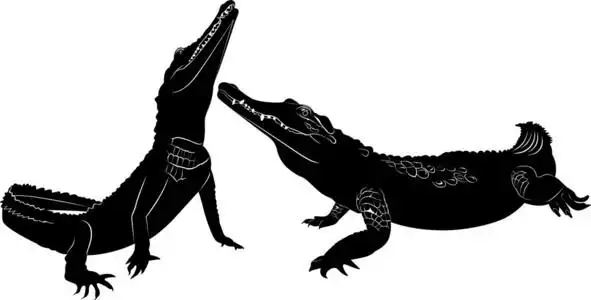 侵略性鳄鱼剪影照片