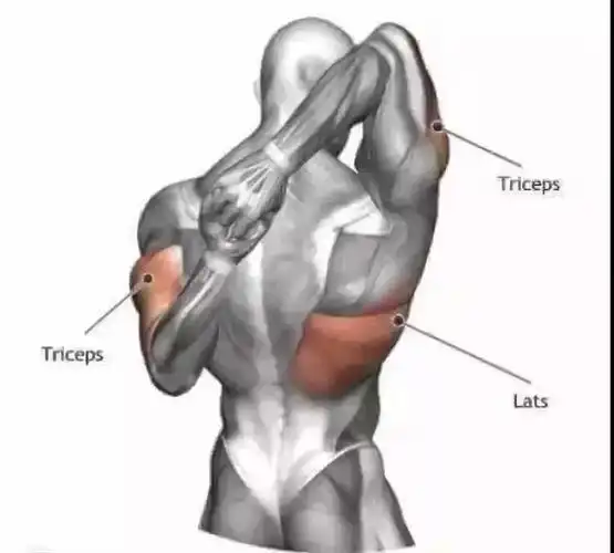 红色:肱三头肌&背阔肌23蓝色:背阔肌红色:前臂肌肉&肱二头肌22蓝色