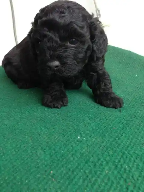 有黑色泰迪的月数照片吗