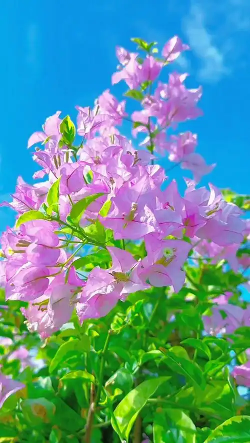 人到中年,可饮李白的酒,但要看开杜甫的愁;可以赏苏东坡的明月,但别碰