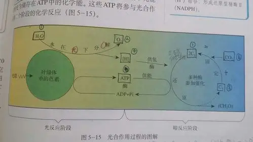 有谁有生物书,能拍一下生物书中光反应和暗反应的几副图吗
