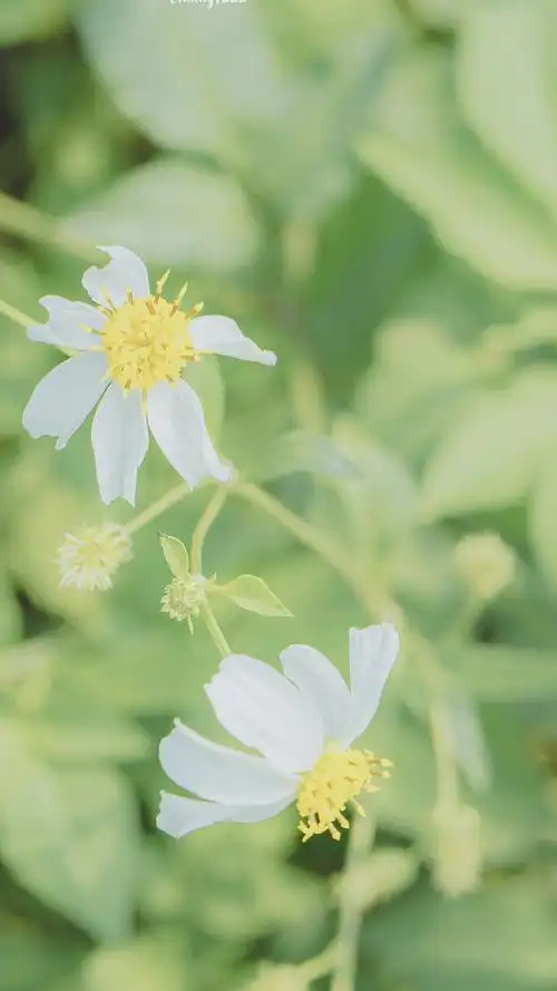 清新绿色草坪风景手机壁纸