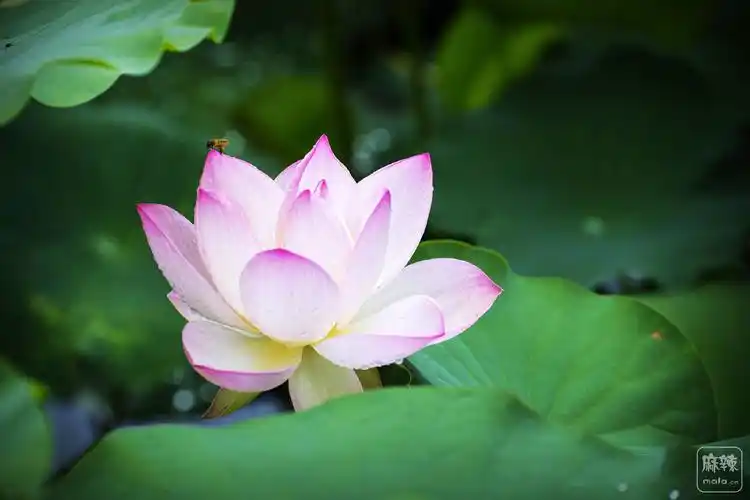 露珠欲滴润荷花