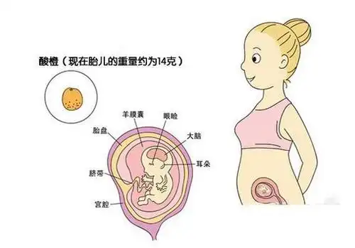 会没有测,得知怀孕去测的时候bc已经什么都看到了,直接等12周去建册了