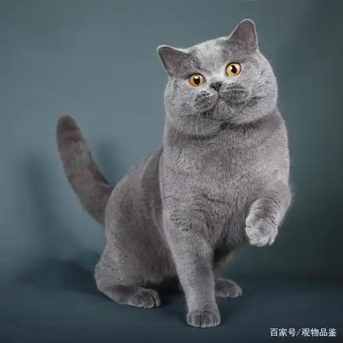 蓝猫好养吗?需要注意什么?