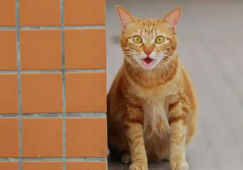 猫吃掉在地上的头发,猫爱吃掉在地上的头发怎么办