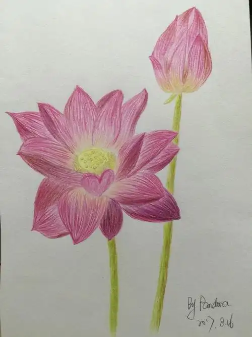 临摹荷花彩铅画