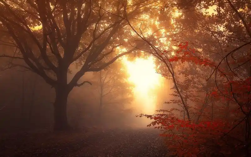 > 唯美红叶高清迷人的风景图片桌面壁纸(1920×1200)