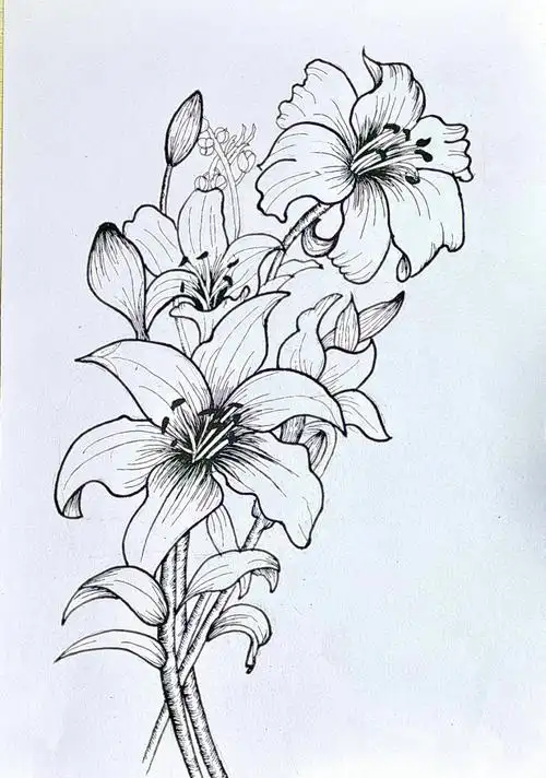 附有步骤图哦 日常临摹画一下黑白线描创意画 黑白画课件花卉白描