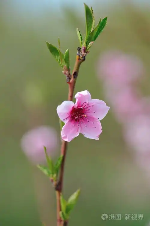 粉红色的桃花特写