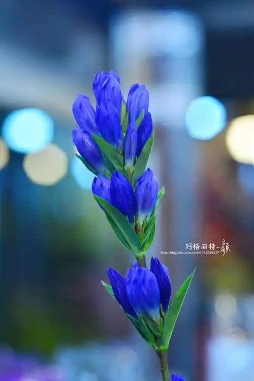 花草盘点那些开最蓝色花的植物