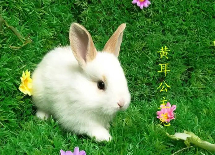 宠物兔宝宝活体 迷你公主兔熊猫兔 小白兔活体宠物兔两只送运输笼_生