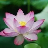 禅意莲花头像图片_微信头像图片大全